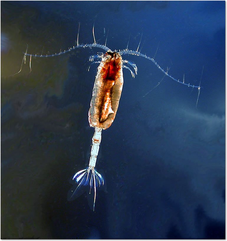 Coolest paper of the year?

"Copepods, the most abundant zooplankton in the oceans, imprint seawater with unique polar lipids—copepodamides—which trigger toxin production and..."

advances.sciencemag.org/content/5/2/ea…

"Copepods drive large-scale trait-mediated effects in marine plankton"