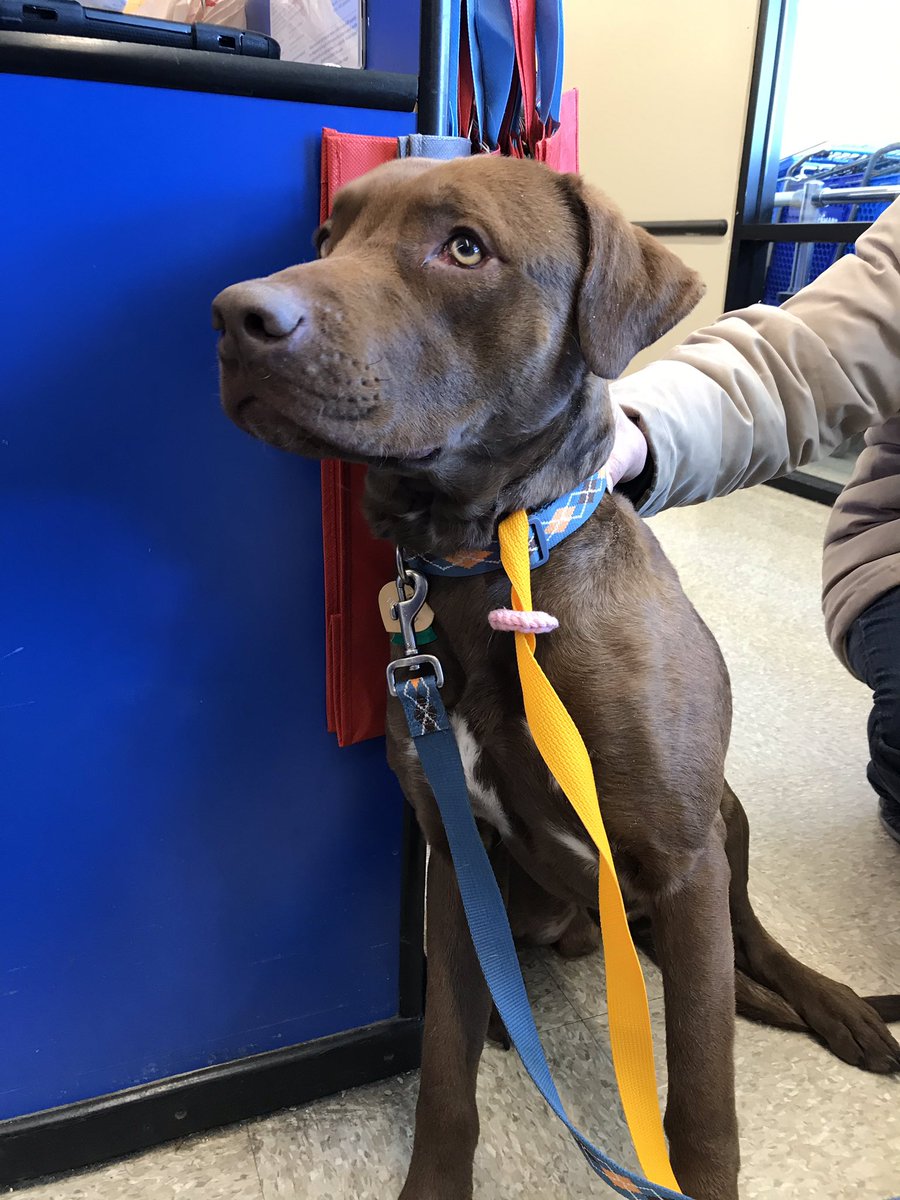 Meet Ringo! This baby needs a cheeseburger, a hug, and a forever home! Come visit him tomorrow at our adoption event from 10:30-1 with <a href="/friendsohanimal/">friendsohanimals</a> and Anchor Paws