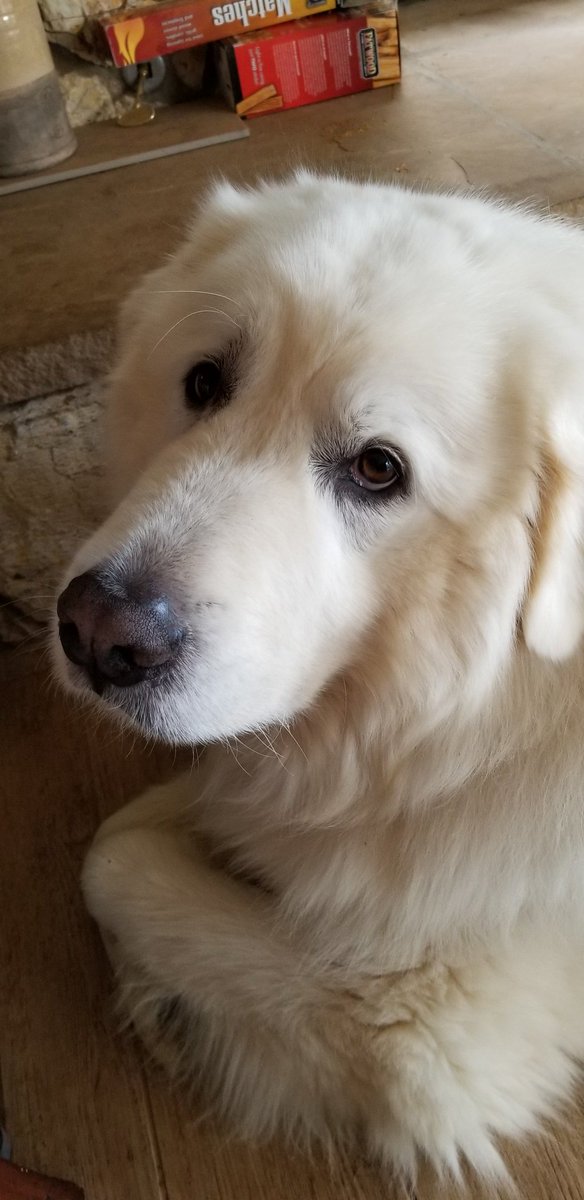janet_sd's tweet photo. Kodiak is keeping me company today.  #greatpyrenes #bigpuppy #dogfix https://t.co/qt7esufs4F
