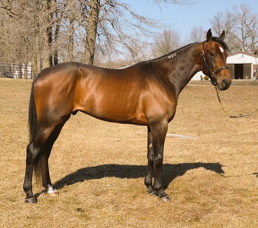 Green Manalishi (3, colt by Muscle Hill - Naga Morich)