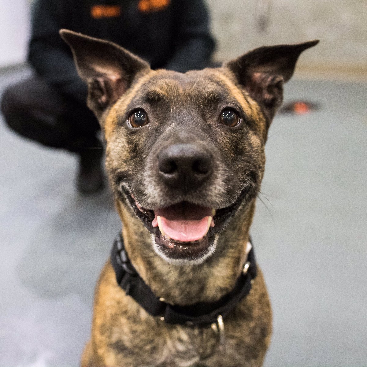 thedogist's tweet photo. ADOPTABLE: Cher, Shepherd mix (2 y/o) – via @ASPCA , NYC • “Cher is looking for her Sonny! She believes if life after love and is totally ready to turn back time for the right person. She’s the perfect mix of active and snuggly.” Visit https://t.co/z8tG7Jwf44 to learn more. https://t.co/KsdHzTdhsw
