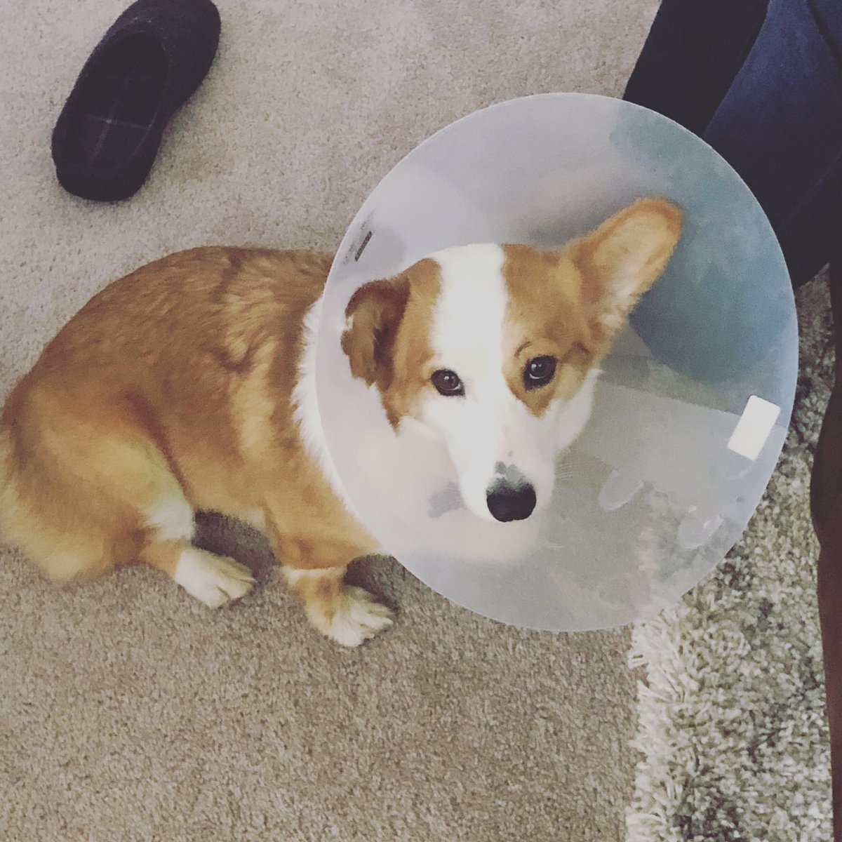 takithecorgi's tweet image. Taki finally got spayed today coz period pants and suspenders were NOT cutting it lol #coneofshame #corgi #corgis #corgisofinstagram