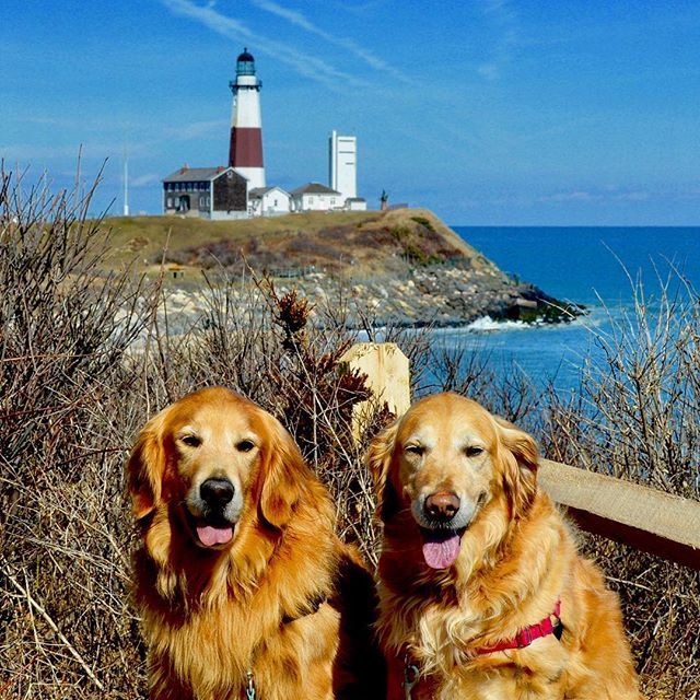 HamptnRetrievrs's tweet photo. We made it to the end of the world!
🐾
#theend #flatearth #dogsthathike #adventuredog #paumanokpath #lighthouse #montauk #montauklighthouse #traildog #rescuedog #goldenretriever #hamptons #getoutside #goforawalk #rescuedogsofinstagram #goldensofinstag… https://t.co/VmGvXfbuoD https://t.co/hYe9H3xF7M