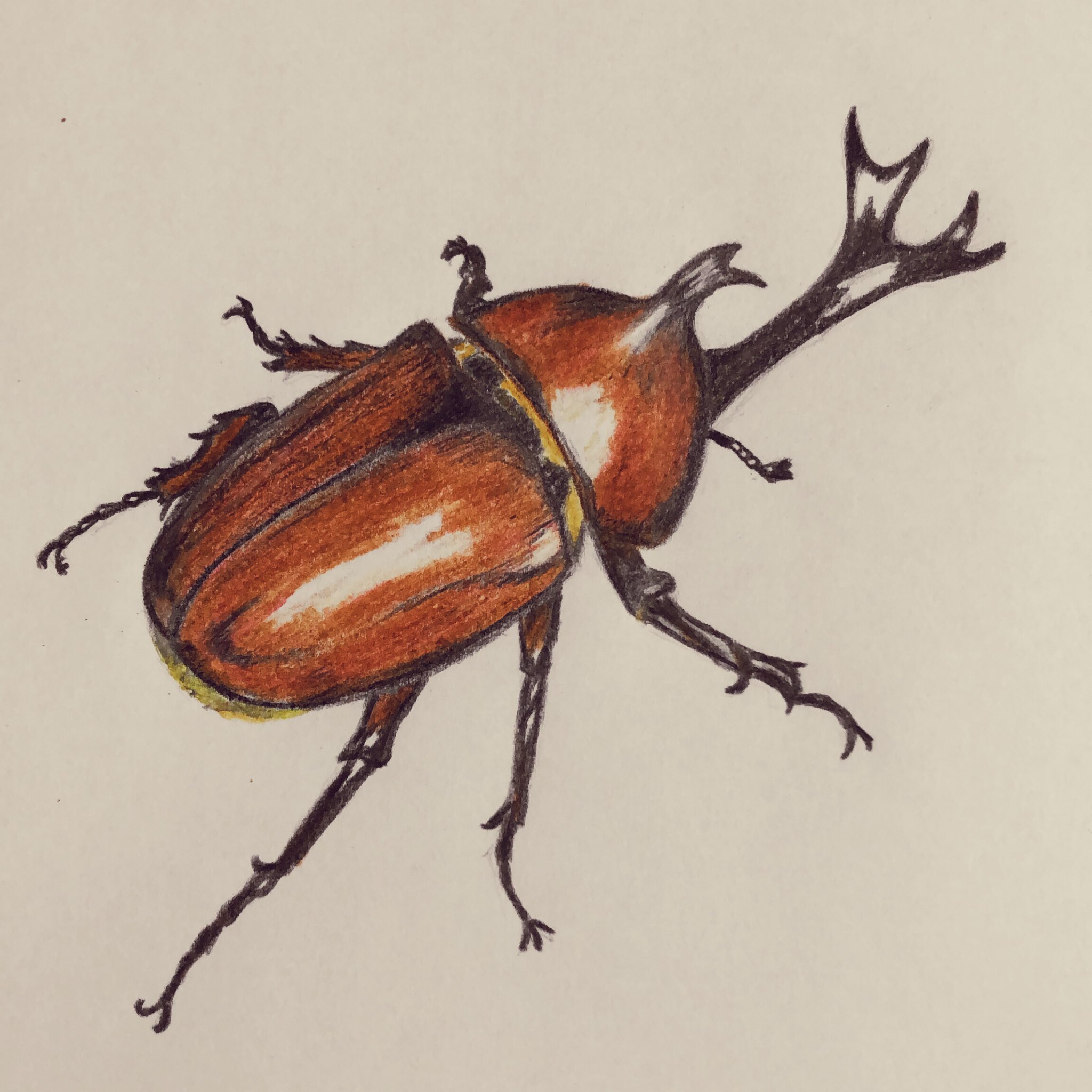 あさみ カブト虫描いてる人すごいと思って 描いてみたかったカブト虫 色鉛筆24色しか持ってないから リアル感が足りないかも だけど 描いてみた 絵 イラスト 色鉛筆 色鉛筆画 イラスト好きさんと繋がりたい 絵描きさんと繋がりたい