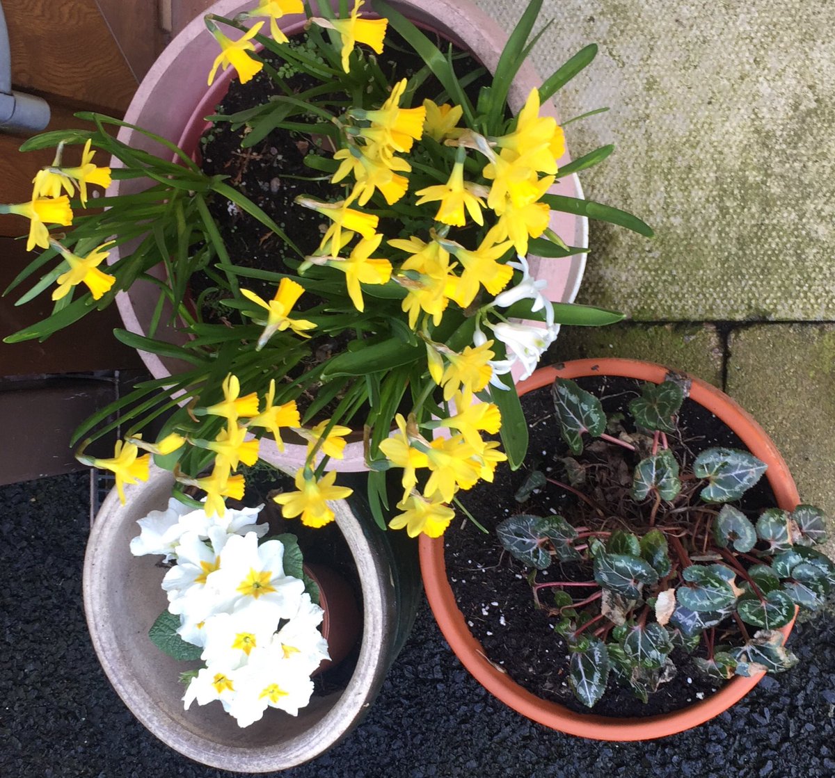 anniean39693586's tweet photo. #SplashofSpring 💚❤️💛 https://t.co/P2t4DirrGD