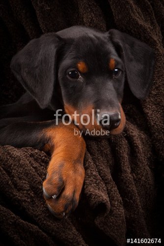 FotoLuna's tweet photo. Doberman pinscher (Dobie) puppy https://t.co/N3aedKRsXH #dogs #puppies #photo #photography #dogsofinternet https://t.co/UbtSnj6F6R