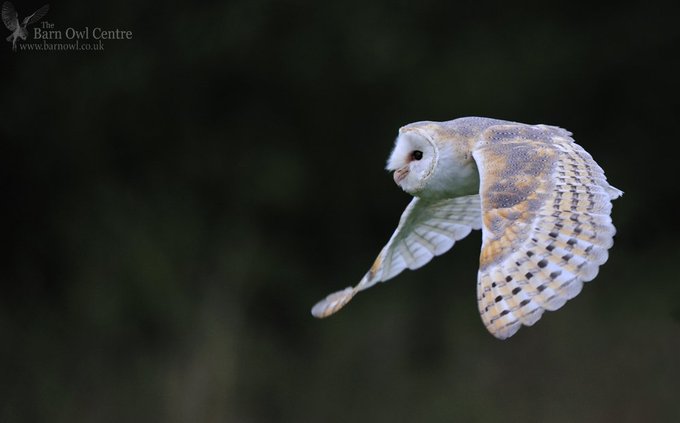 Barn Owl Centre Twitter Photos On Twiends