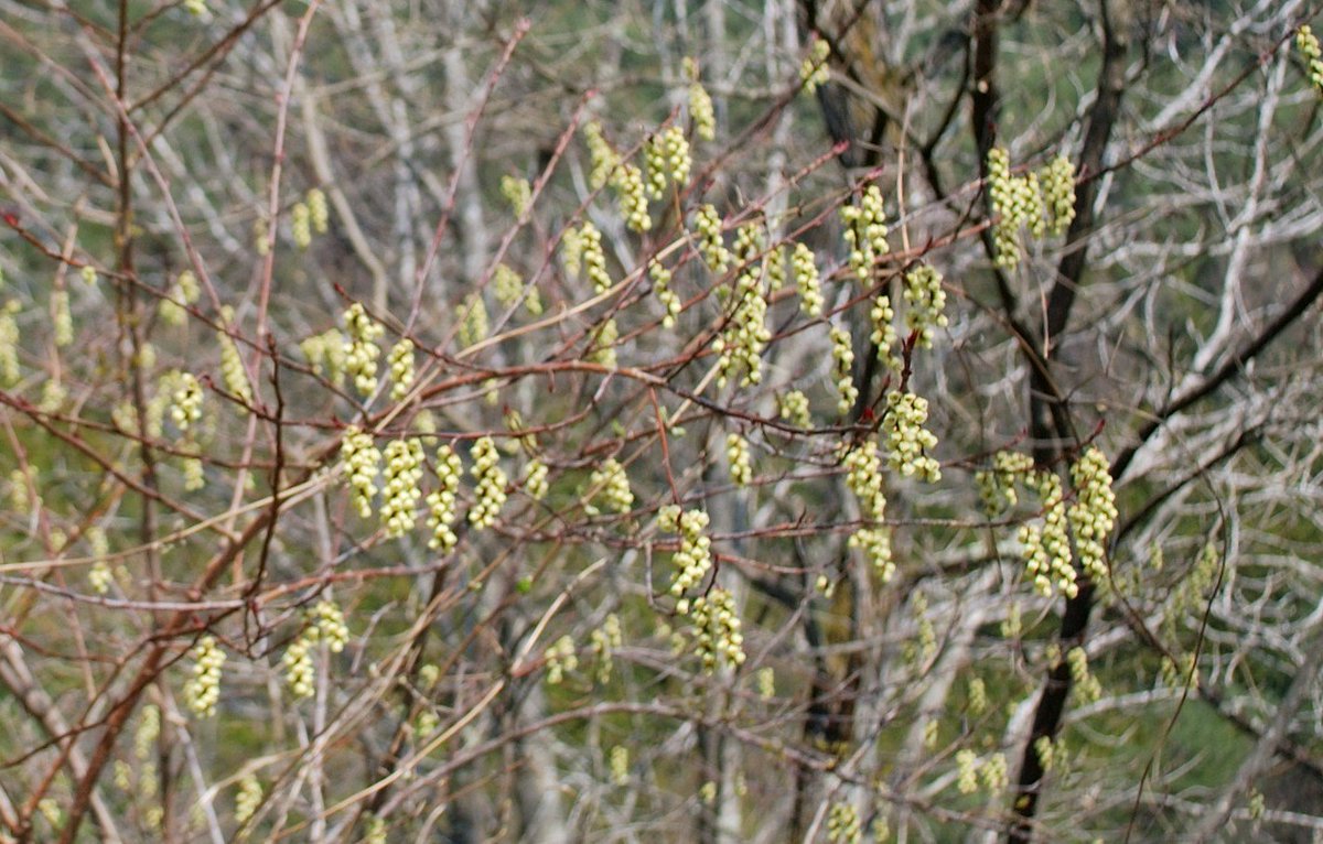 総状花序