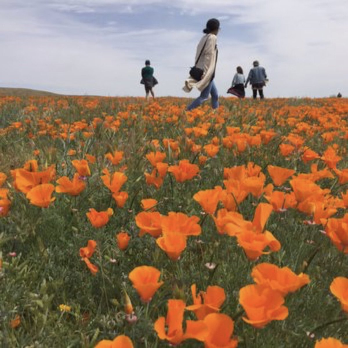 exmendoza_'s tweet image. Didn’t take these nor did I visit this place but everyone on instagram did so I just wanted to contribute
#thnxgoogle