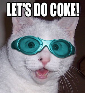 BuddEDog's tweet photo. Cats are a bad influence! https://t.co/8RkSWjeiHA