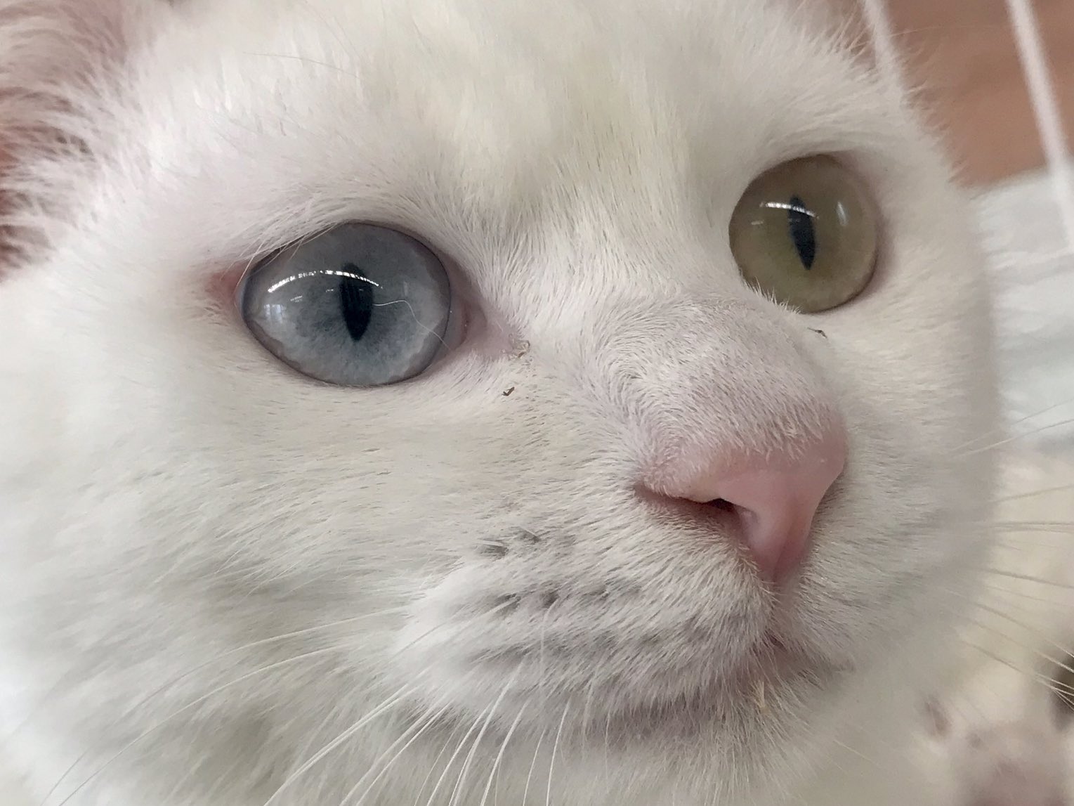 保護猫カフェまちねこ 閉店しました En Twitter オッドアイの猫ちゃんは聴覚障害をもつ場合がある という話があります オッドアイ兄弟を里子に検討される方は事前にちょっとお勉強して頂けると幸いです 参考サイト T Co Mqhoudsuro T Co