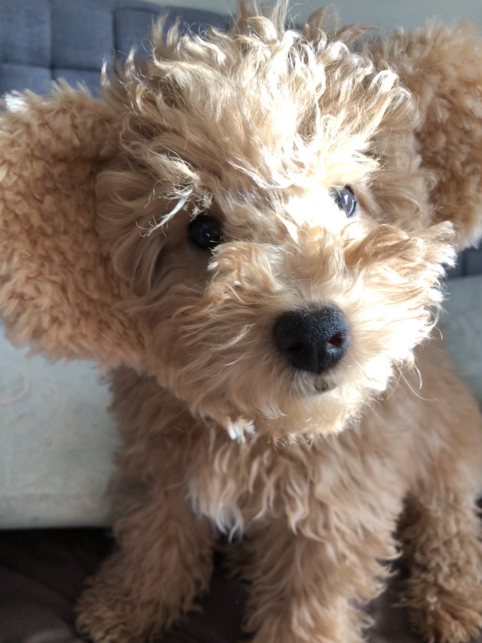 Natsu リアルダッフィー プーリー プーリー犬 珍犬 珍しい犬種 モップ犬 子犬 パピー ダッフィー リアルダッフィー T Co Yo1hwzp6ug Twitter