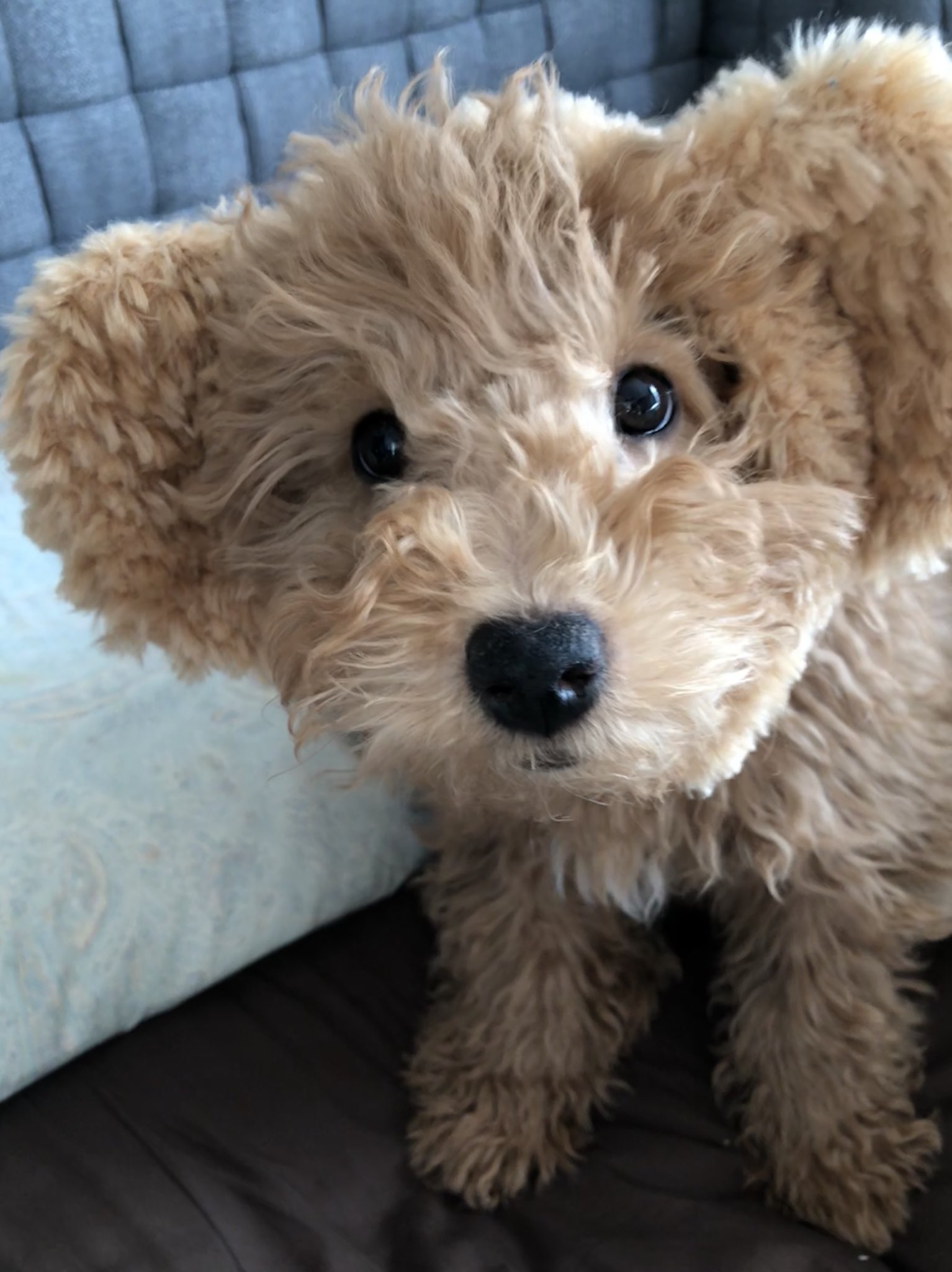 Natsu リアルダッフィー プーリー プーリー犬 珍犬 珍しい犬種 モップ犬 子犬 パピー ダッフィー リアルダッフィー T Co Yo1hwzp6ug Twitter