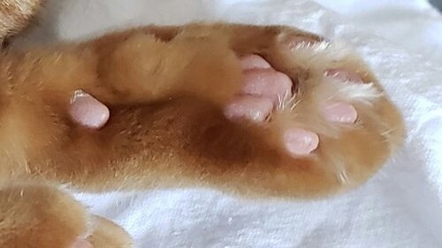 I post some images of cat paws and y'all just gonna hit like on it.