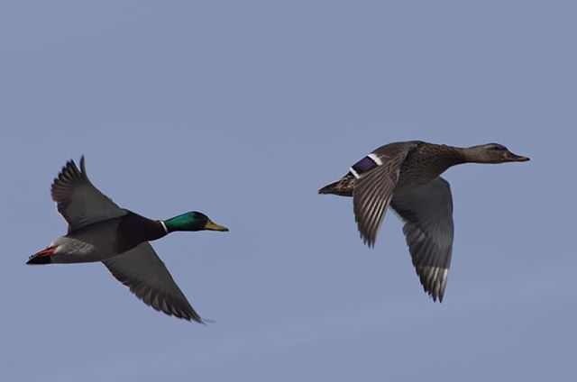 thingsys's tweet photo. Flying Mallards
#canada #animals #nature #naturephotography #jsphoto #bird #birding #birdingphotography https://t.co/rWflAkbCVI