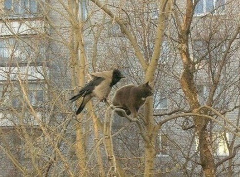 Питер м.Звездная взяла в ВК.Уж больно понравилась эта парочка👇Как назовем?