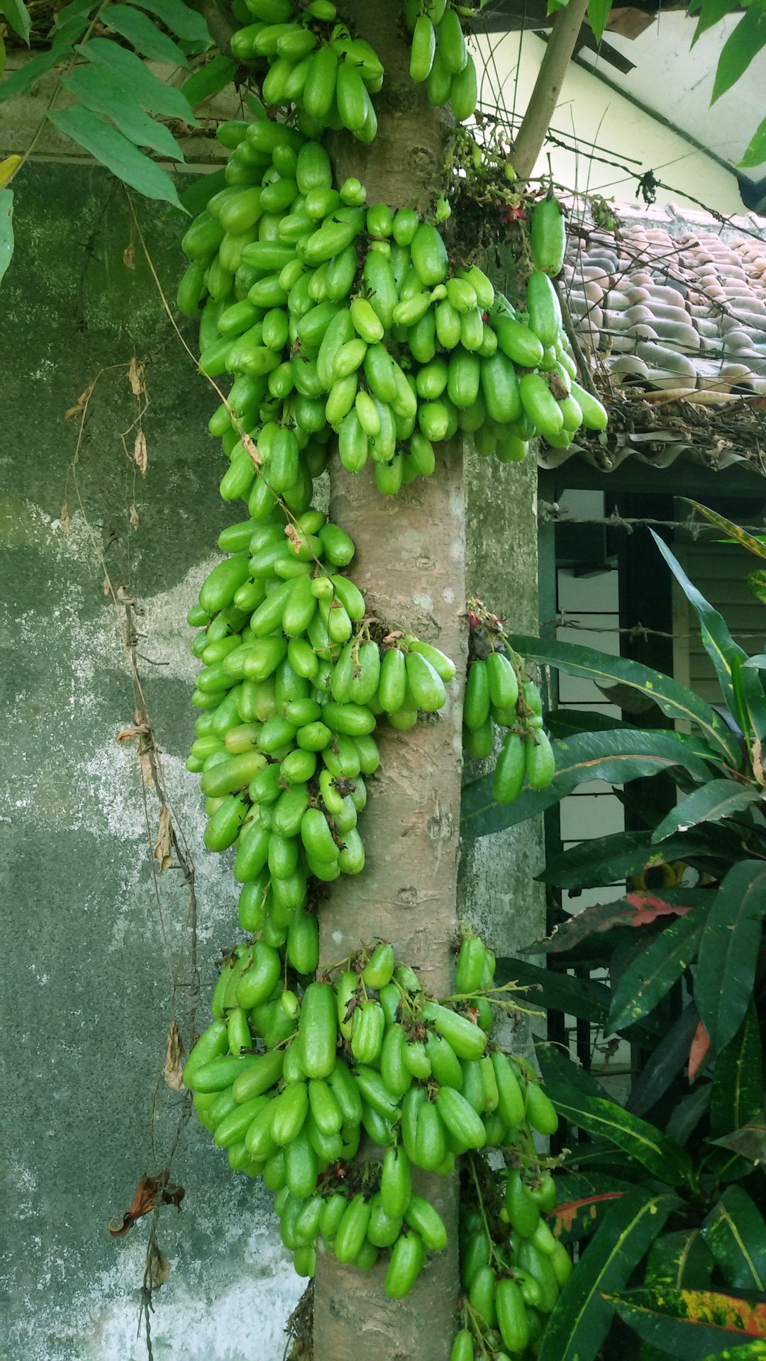 are bananas good for the puli