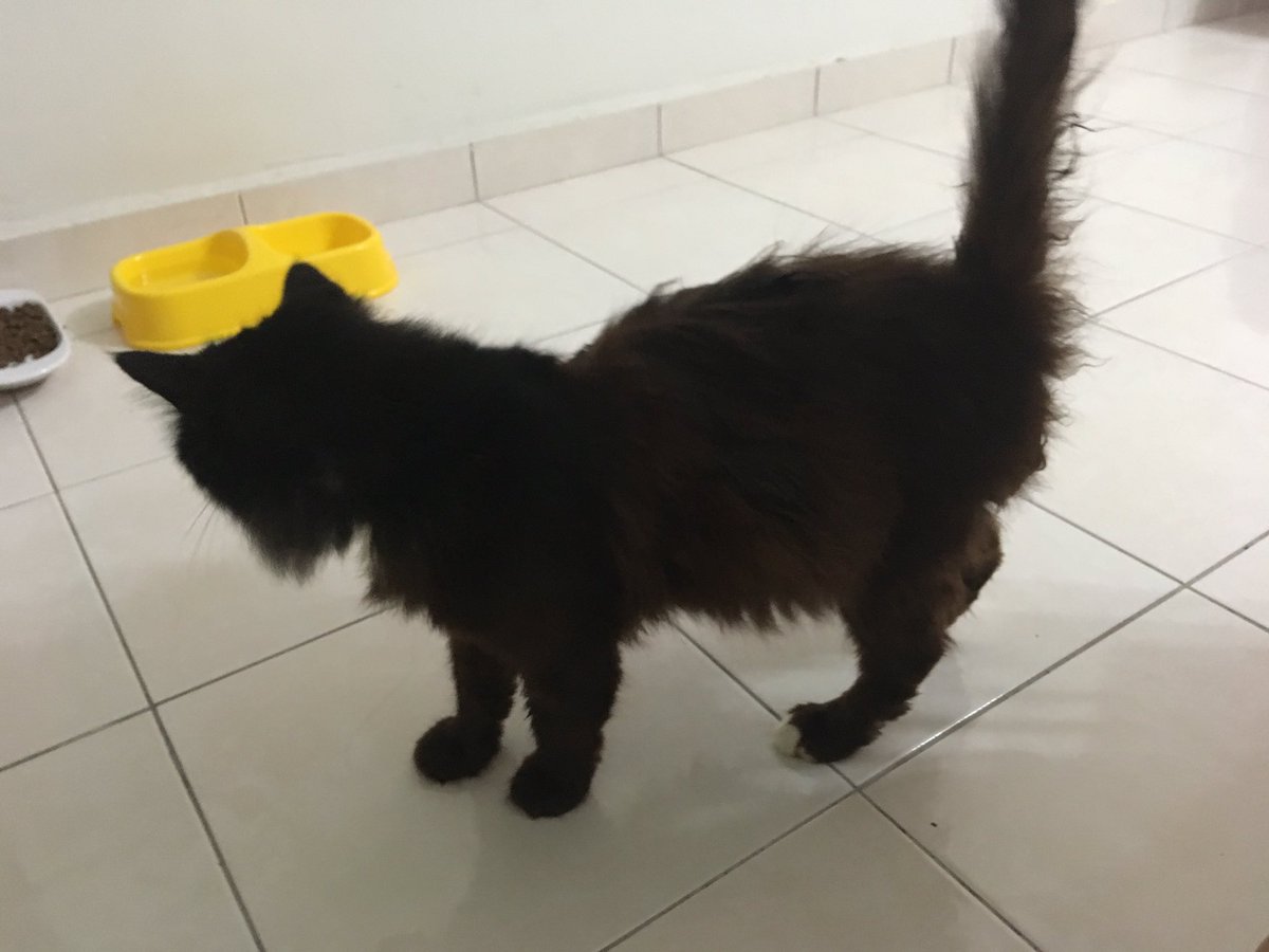 duh_twinkie's tweet photo. Lost cat found in pandan indah, last seen at indah cempaka apartment Friday (8/3/2019)

Its a long hair breed, half black half brown and has 2 white paws. It has old red collar on its neck and is pregnant. It seems like its been lost for days or maybe weeks. Please RT https://t.co/AXVBTPqdxF
