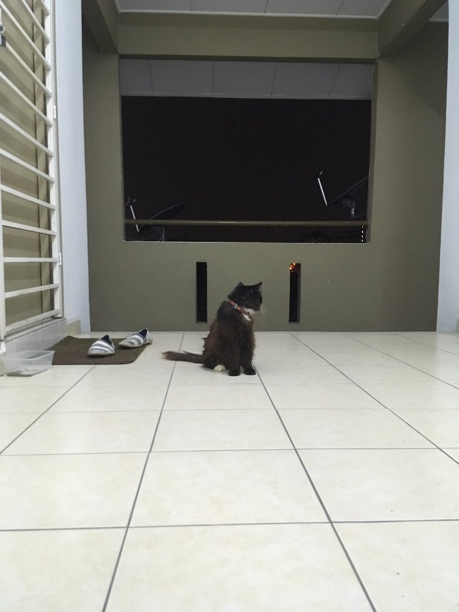 duh_twinkie's tweet photo. Lost cat found in pandan indah, last seen at indah cempaka apartment Friday (8/3/2019)

Its a long hair breed, half black half brown and has 2 white paws. It has old red collar on its neck and is pregnant. It seems like its been lost for days or maybe weeks. Please RT https://t.co/AXVBTPqdxF