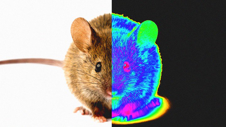 CaraSantaMaria's tweet image. Nanotech particles expanded mice’s sense of sight. But would they work in humans? 

#InfraredVision #MiceStudy #Nanotechnology #Technology 

theatlantic.com/science/archiv…