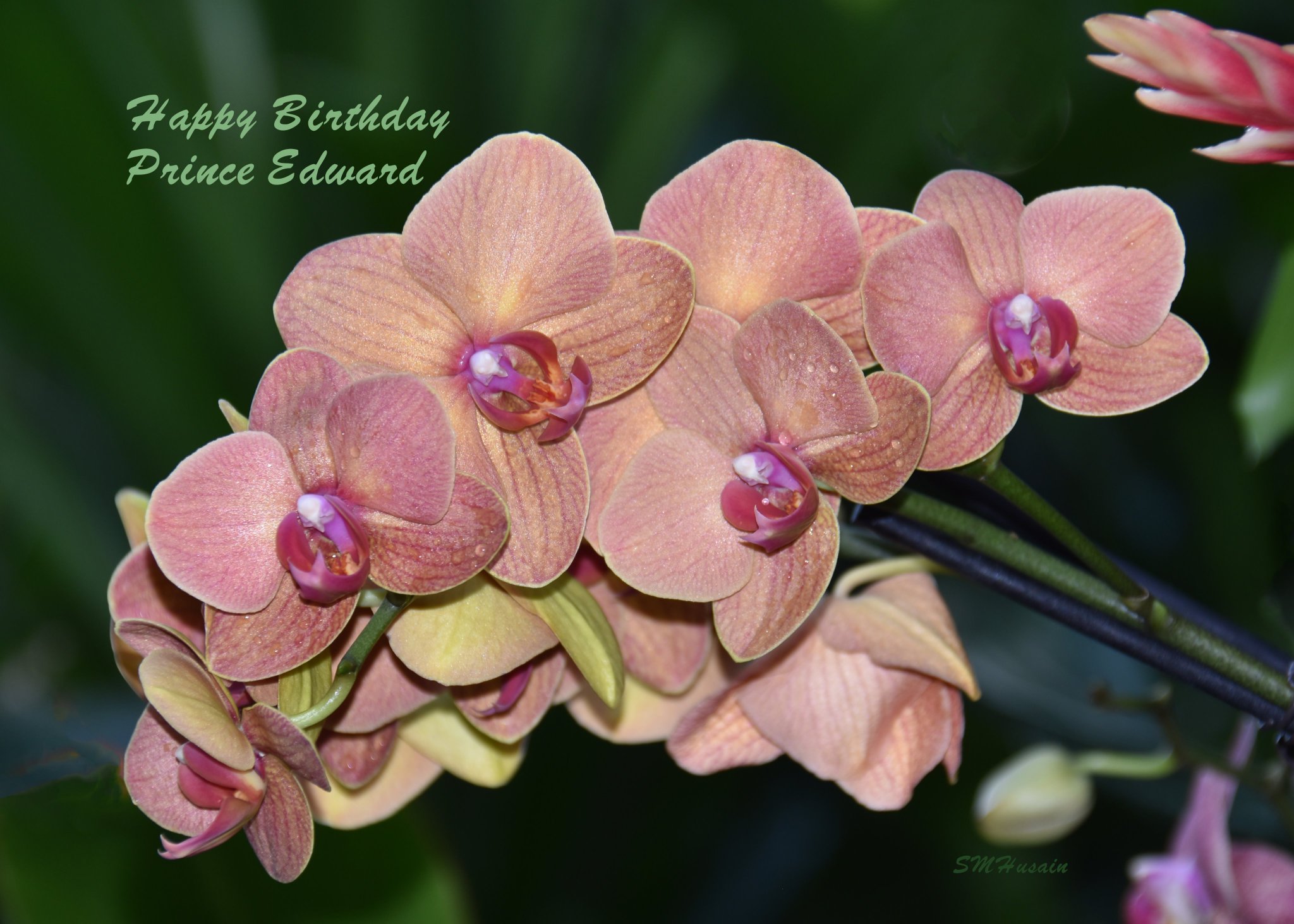 Happy Birthday HRH Prince Edward!
princess of Wales Conservatory, Royal Botanic Gardens, Kew, Greater London. 
