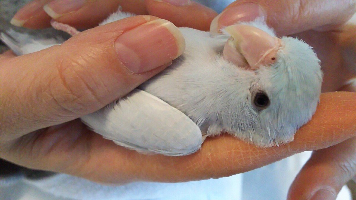 今日のマメルリハ
何となくおもしろい写真撮れた