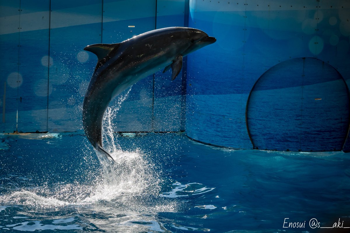 この躍動感 やっぱり新江ノ島水族館が好き やっぱりイルカショーが好き