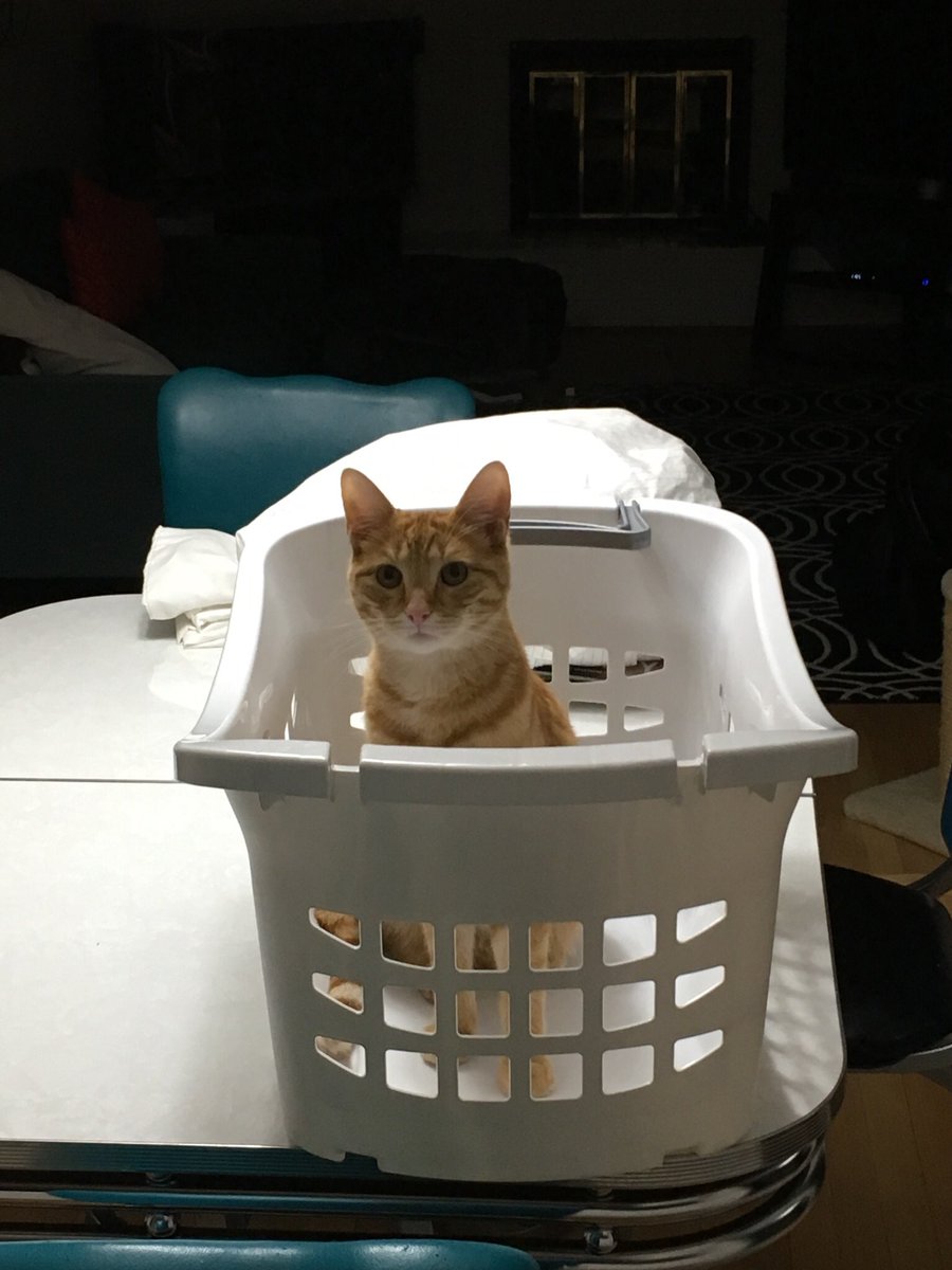 Happy laundry day or #CatBoxSunday #catbasketsunday  as many refer to it