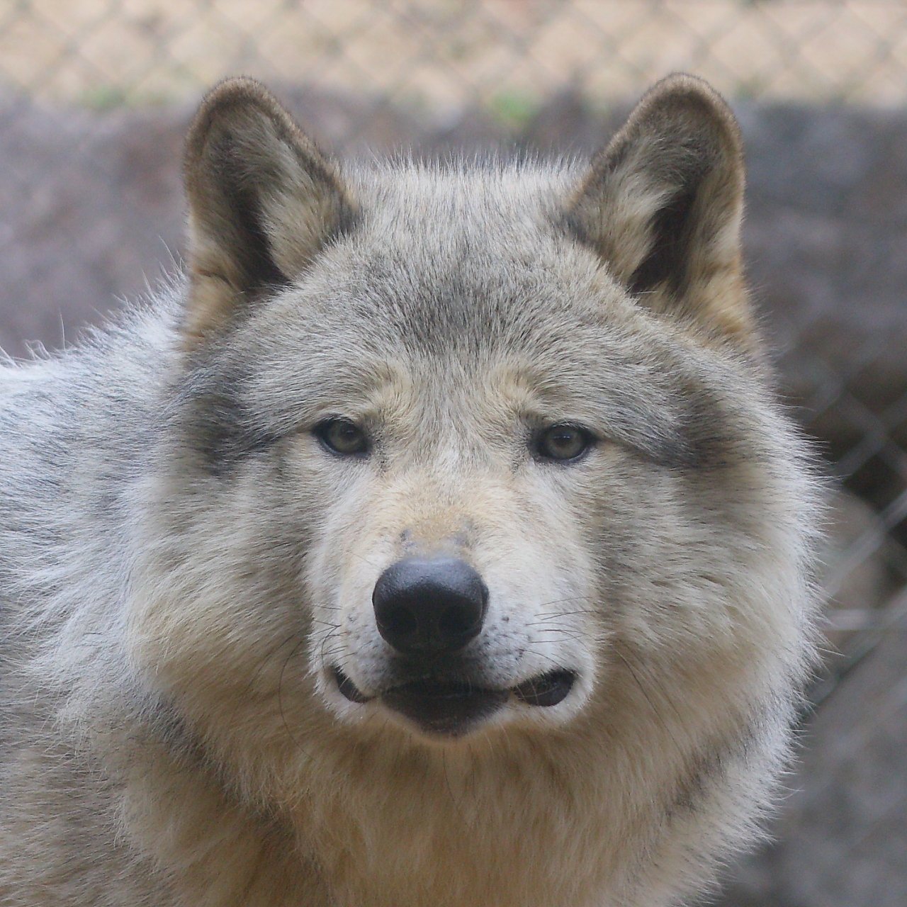カゲ虎 おうち 変顔シリーズ 最高に情けない顔 とくしま動物園 オオカミ ユウキ T Co Asyctkr8vf Twitter