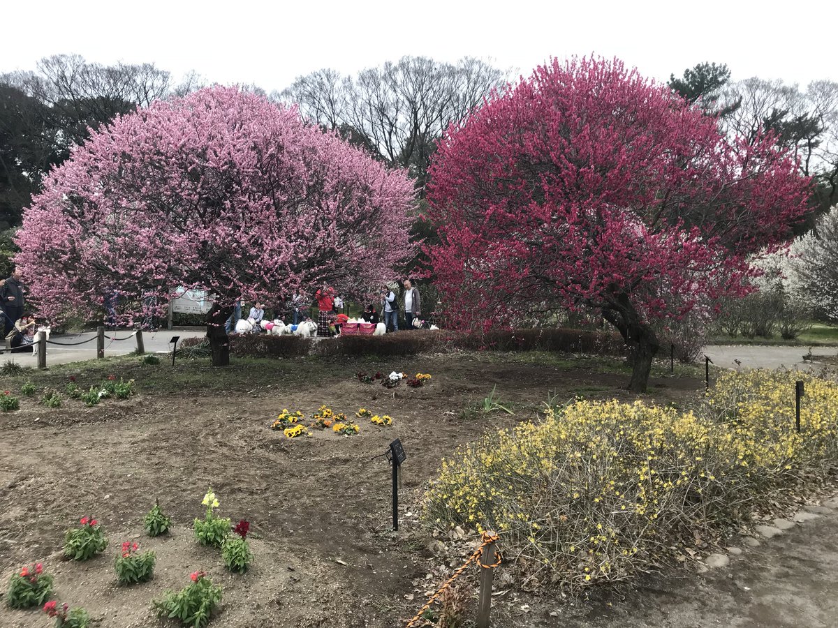 梅林 公園 越谷