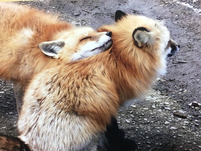 Спокойной ночи лисенок. Лиса кусает. К чему снится лиса во сне. Сонник и лисенок. Спящие лисы.