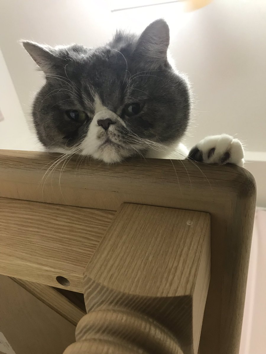 munimuniiim's tweet photo. 見てる。見てるよ。
#うん
#見てる
#ムニ
#エキゾチックショートヘア https://t.co/n3vR3Zc8jl