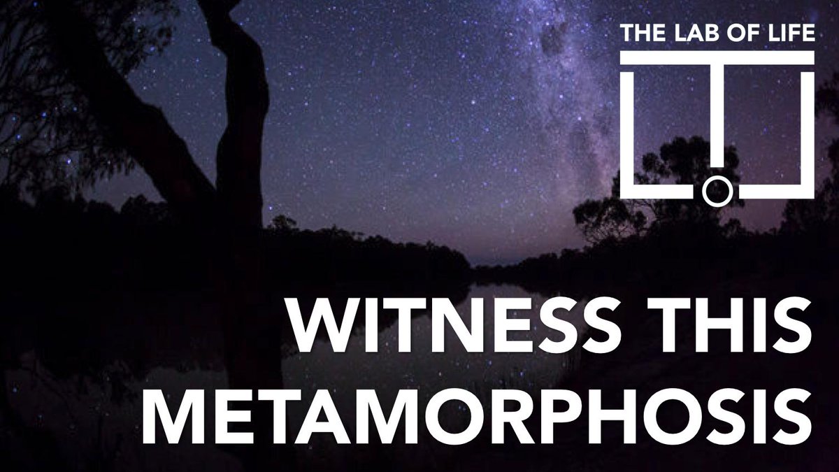 In every moment of every day there are golden nuggets just waiting for you to collect. This is where you'll find them...thelaboflife.org/podcasts/9-wit…