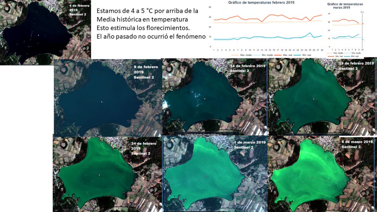 Las natas son florecimientos de cianobacterias Microcystis aeruginosa, originadas por el exceso constante de nutrientes en la columna de agua y el  aumento de temperatura de febrero, Ver fotos satelitales y datos de temperatura #zirahuen