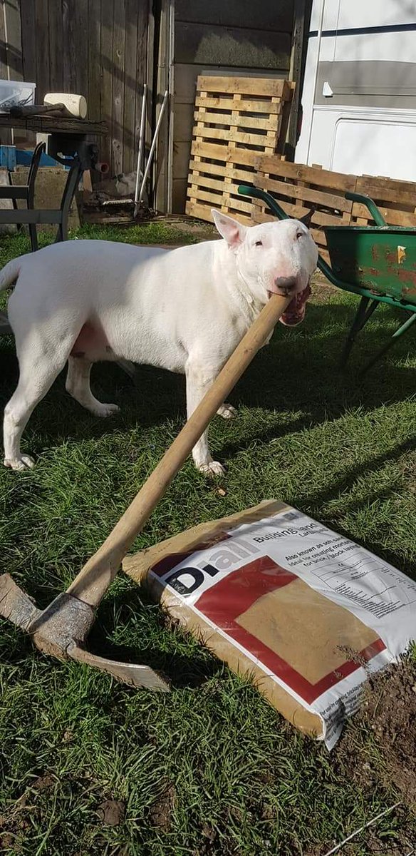 BullVinnie tweet picture