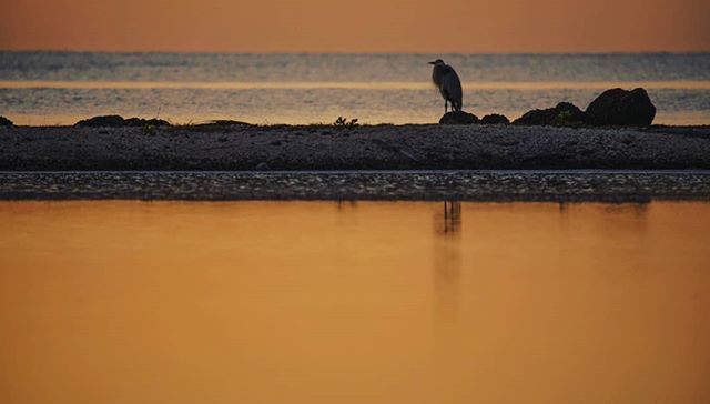 proyectoaveusa's tweet photo. Sunrise in Mathisson Hammock Park with Great Blue Herón...@proyectoaveusa #birds #urbanbirds #fauna #ornithology #aves #florida #miami #fotografia #naturaleza #documentalismo #vidasilvestre #audubon #birdsofmiami #birdsofflorida #avesdelaflorida #ecology #paisajes #landscape… https://t.co/S6Q7MYDjqe