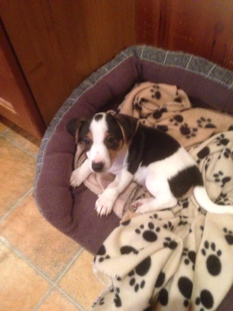 HenrysDogTweets's tweet photo. Meet Stanley... my son! He’s moved in to Nanas house.... That’s my Boy #9weeks #JackRussellTerrier 🐶 https://t.co/tMc5rJcSKt