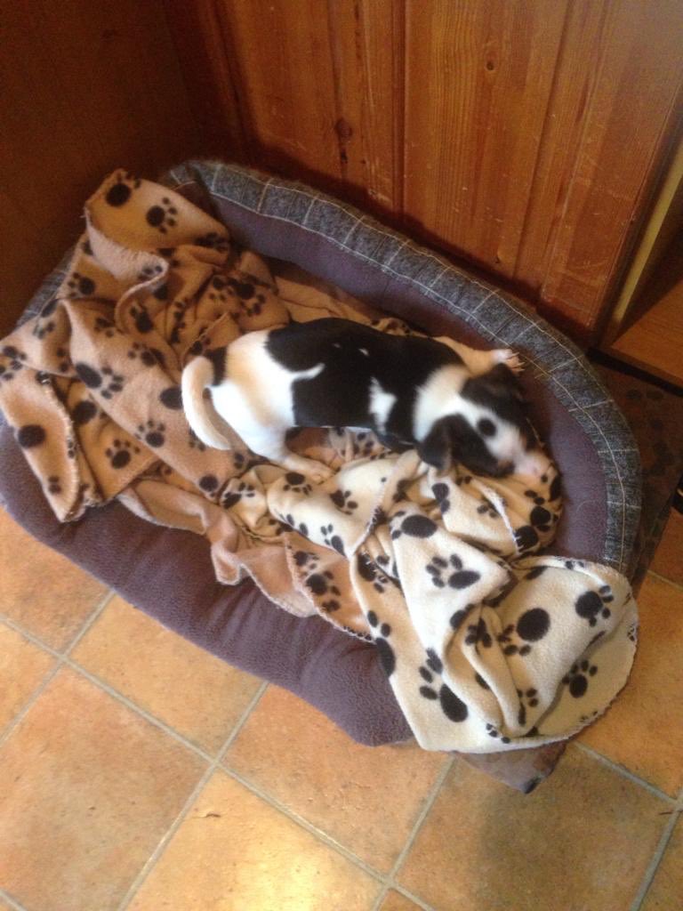 HenrysDogTweets's tweet photo. Meet Stanley... my son! He’s moved in to Nanas house.... That’s my Boy #9weeks #JackRussellTerrier 🐶 https://t.co/tMc5rJcSKt