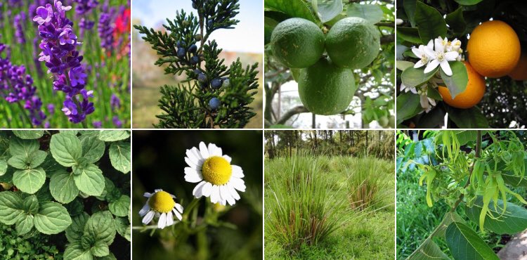 ZoiAromatherapy's tweet photo. A quick list of common oils for those who are new to essential oils and aromatherapy. 🙏🏻🌱

https://t.co/yNLVskTIHi

#Aromatherapy #AromatherapyOil #EssentialOils #Lavender #Lime #Orange #Peppermint #RomanChamomile #Vetiver #YlangYlang #ZoíAromatherapy #wellness https://t.co/HCERFZmVP9