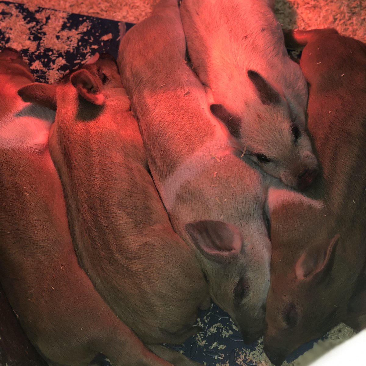 BockettsFarm's tweet photo. When you tell your kids to get up and they donβt listen π€£π½ #donotdisturb #oink #piglet #pigletsofinstagram #cute #donotwanttowakeup #sleepyhead #pigs #adorable #farm #farmanimals #farmanimalsofinsta https://t.co/4LOEQBMKbN