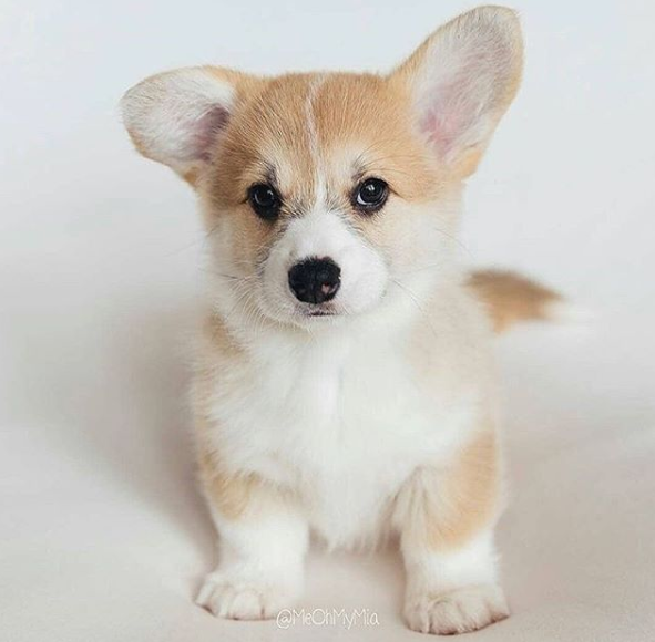 corgilover990 tweet picture