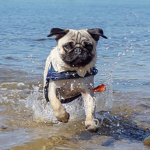 nortonmousepugs's tweet photo. Hope you have a splashing great day 💖🐾💖 Pez
.
.
#splashingsunday #pugsplash #splashdog #weekendvibes https://t.co/OJku8USj11 https://t.co/xj9o3xhdYa
