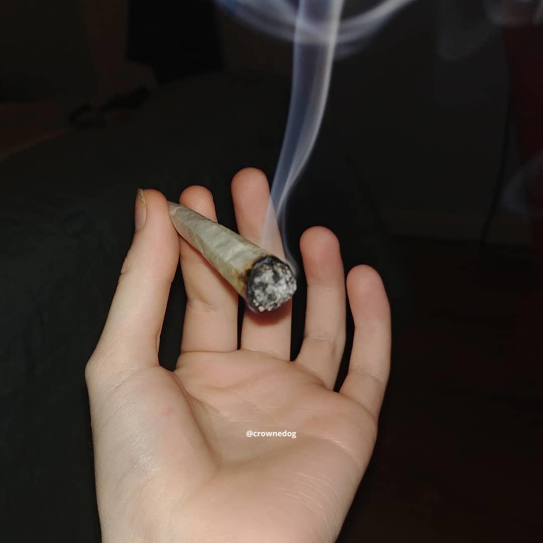 sativa_skies's tweet photo. joints or blunts or bowls and why? .
.
.
.
#growgang #dankshots420 #herb_n_originality #thccommunity #potheadsociety #weedstagram420 #highallday #bestnugs #weblowtrees #dopefam #tagsforhearts #daily #smokingstrong #sativaskies #dailycannabis #ogkush #kush_armytm #dutchgang #b8ke https://t.co/rIv2wAISRH