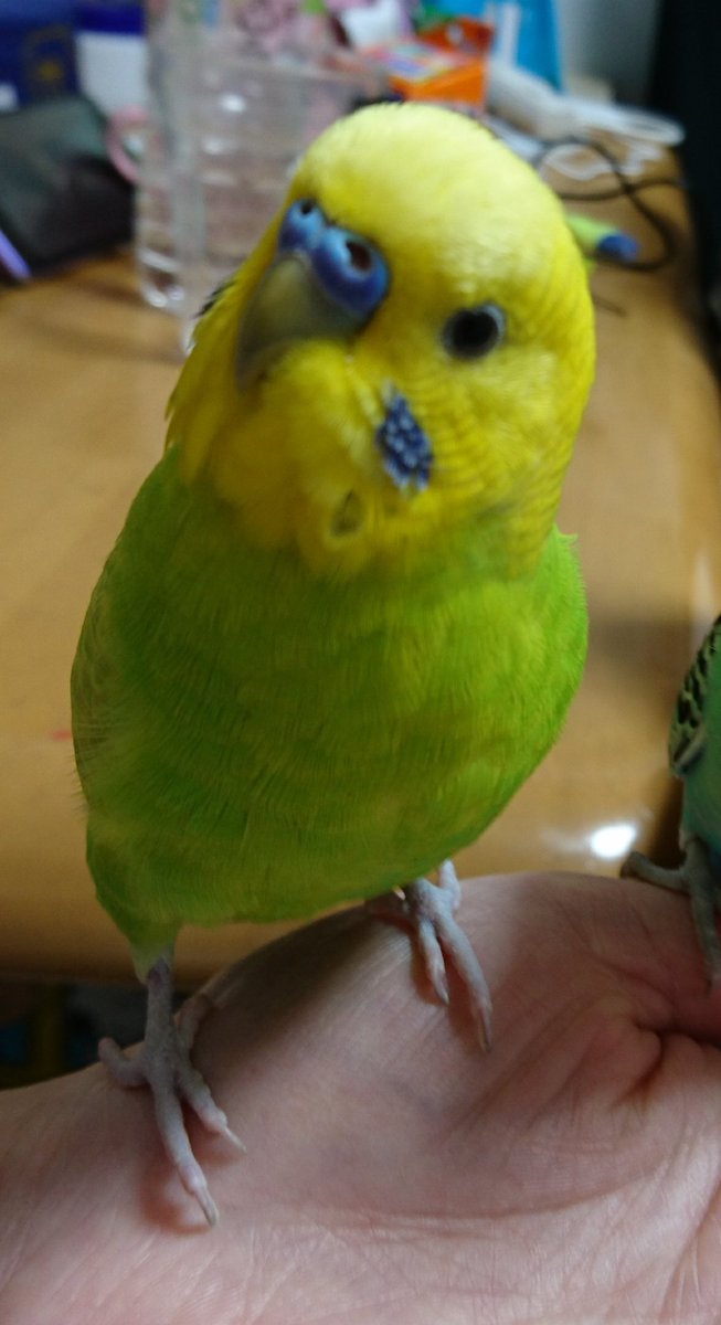 ぴいこん A Twitteren セキセイインコ探しています 迷子日 31年 3月10日 種類 セキセイインコ 特徴 頭が黄色 体が黄緑 どうか ご協力お願い致します 大阪市 港区 此花区 大正区 弁天町 インコ インコ保護 保護インコ 迷い鳥 黄色 黄緑 セキセイインコ