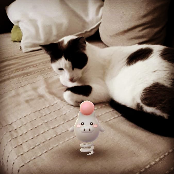 AnataDiCat's tweet photo. Mon chat. Voit. Les Pokémons. 
🙀
#GOsnapshot 
#PokemonGo https://t.co/sjjUawvCzB