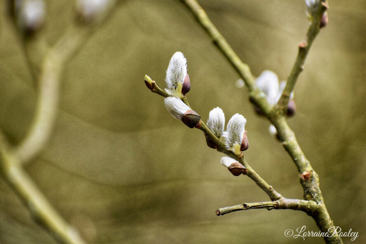 SaveOurSparrows's tweet photo. Hope a #Spring like #Sunday where you are. 

#PussyWillow #Salix #Tree 
#donotpick #Nature https://t.co/1eZBsxUpiY