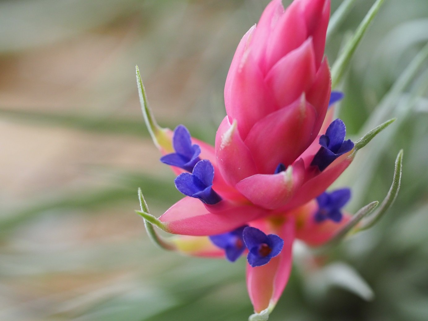 常葉植物園 Tokiwa Botanical Garden Tokiwabotanical Twitter