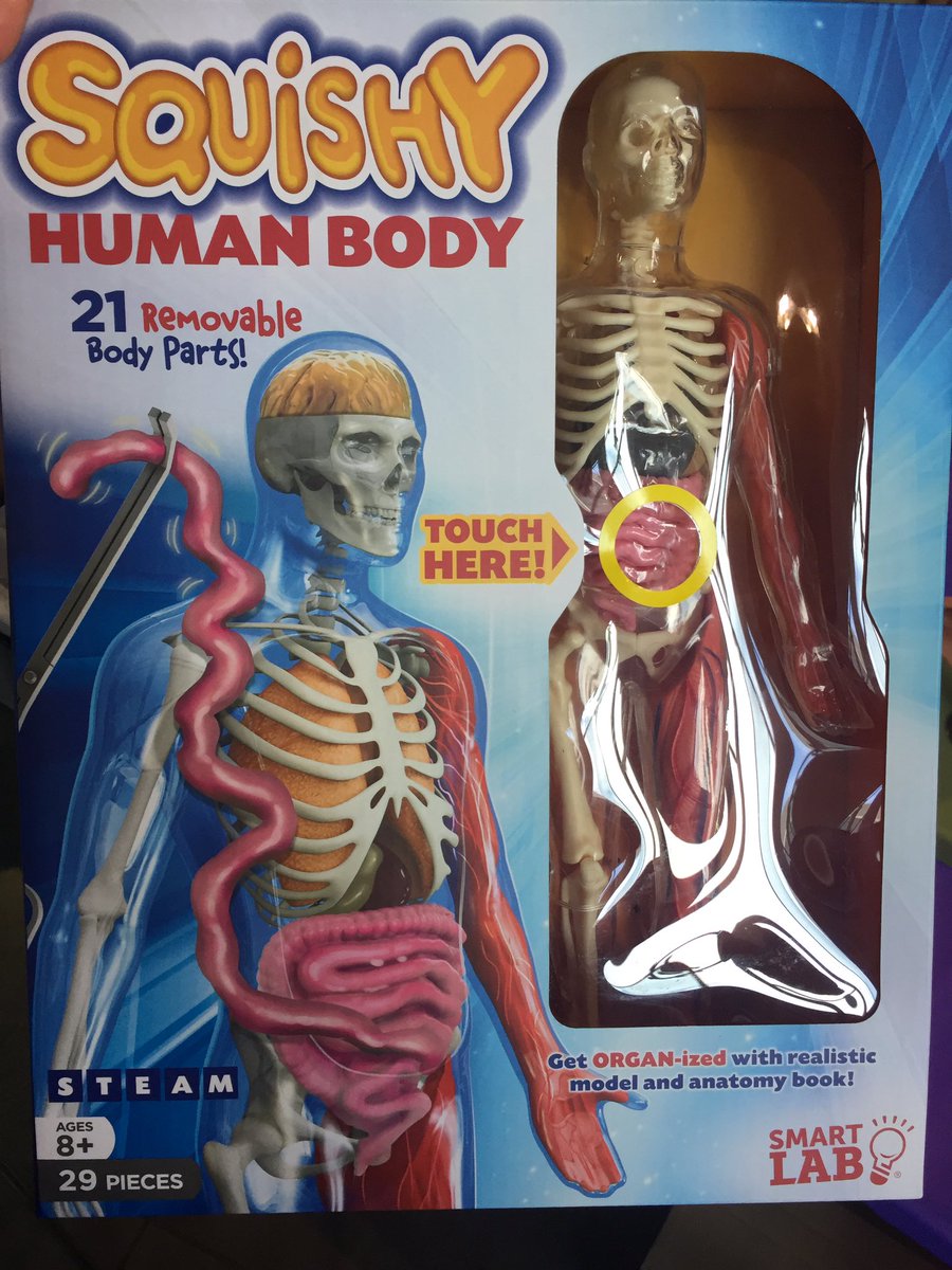 futurefaceofsci's tweet photo. Want to win this squishy human body?? Use #futurefaceofsci to share a picture of you wearing your badge and you’ll be entered into a prize draw to win!! 🧪 🧬 https://t.co/fa0BGiOPAa