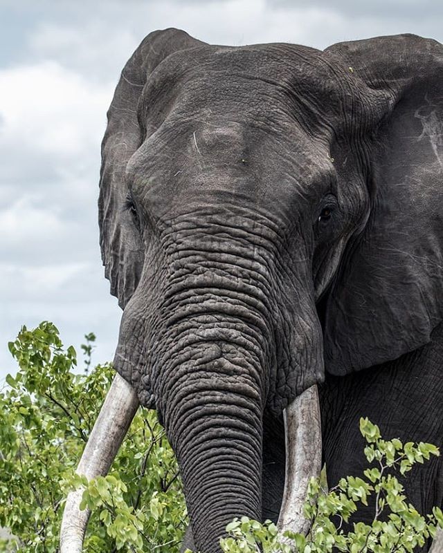 GuillaumeSamie's tweet photo. Kruger 25 #krugernationalpark #safari #southafrica #africa #wildlife #wildanimals #elephant #naturephotography #travelphotography #travel #exploresouthafrica #naturalwonder #80d #ivory #wilderness https://t.co/qwWeVP4dOR https://t.co/VROlSbxJ1u