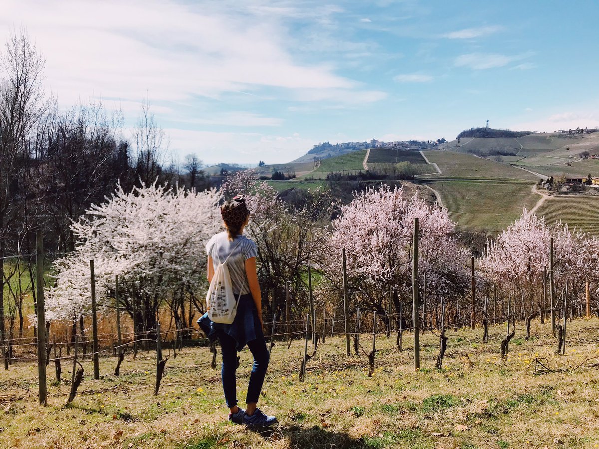 simoinviaggio's tweet image. Oggi passeggiata in Langa, il primo tratto del sentiero Bar to Bar, Barolo - Monforte. #Piemonte #weekendvibes #italy @TuLangheRoero @ilovelanghe @inLanghe @ItalyMagazine @lonelyplanet_it